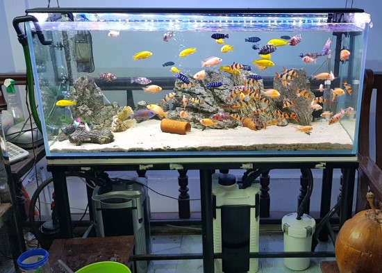 Bể cá thông minh là gì