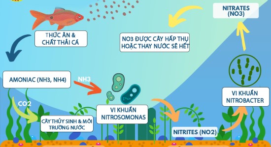 Biểu đồ theo dõi xu hướng pH, nhiệt độ, NO3