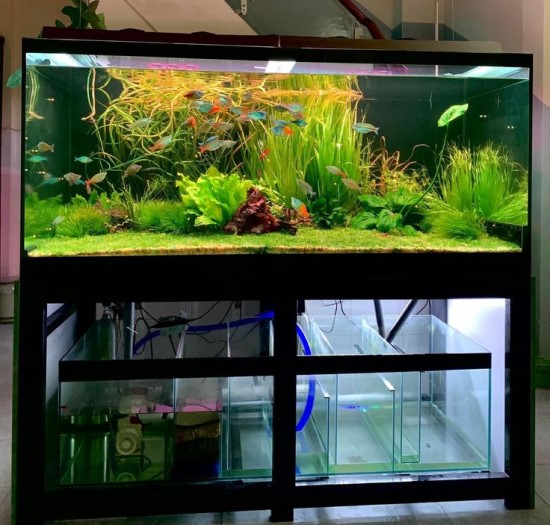 Bể cá công nghệ mới ở trang chủ