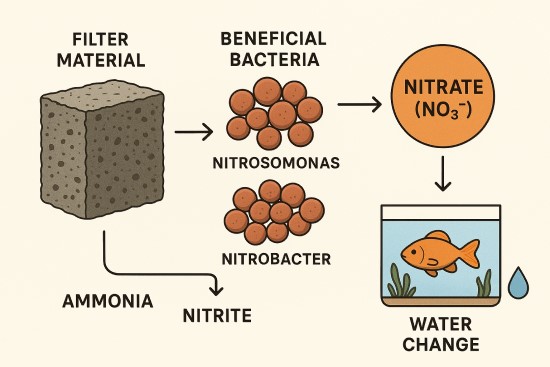 Vật Liệu Lọc bể cá Duy Trì Chu Trình Nitrogen