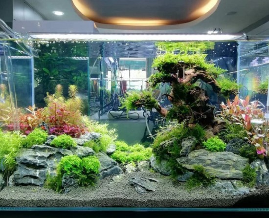bể cá phong thủy relax