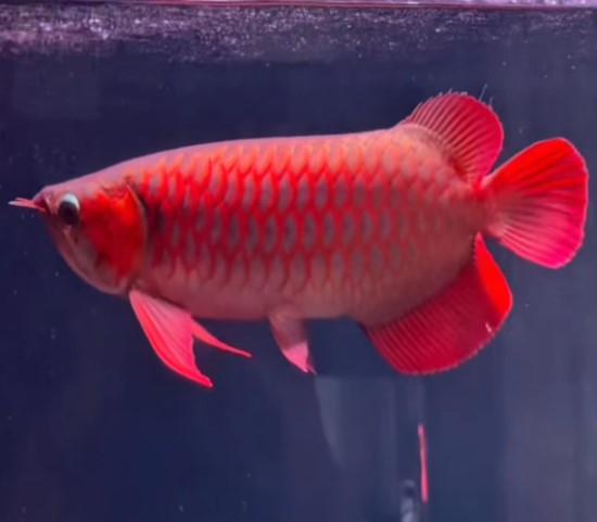 bể cá rồng relax