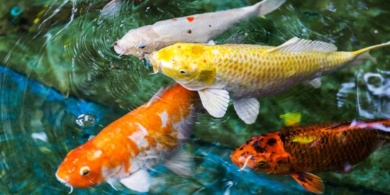 Chất Lượng Nước bể cá