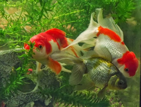Chọn Cá và Thả Cá bể cá