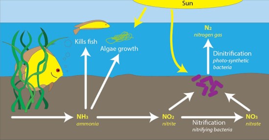 Chu Kỳ Nitơ bể cá
