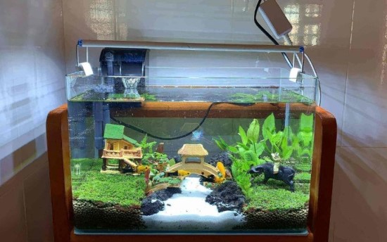 Hiểu như thế nào về tiểu cảnh bể cá mini