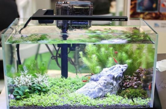Lọc Sinh Học bể cá mini