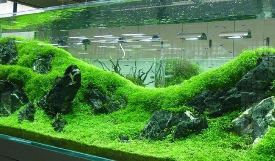 Moss Scape