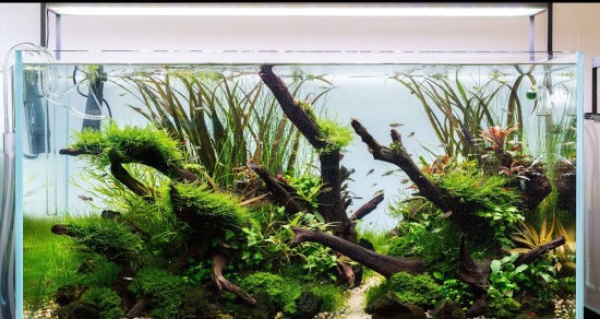 Simple Nature Aquascape