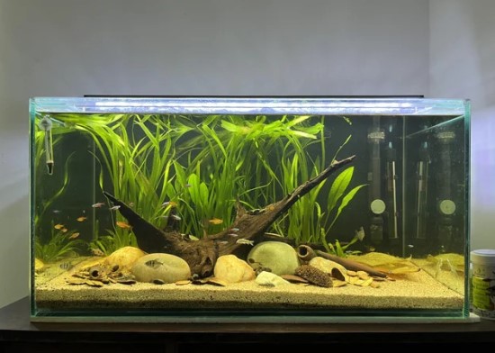 Species Focused Tank