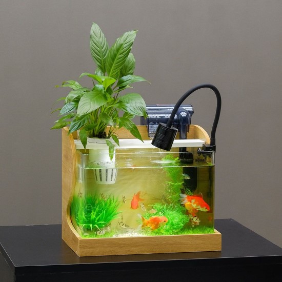 Tại Sao Bể Cá Mini Lại Đặc Biệt